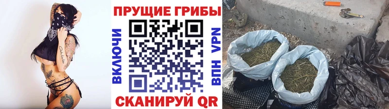 как найти блэк спрут вход Галлюциногенные грибы мухоморы Долгопрудный